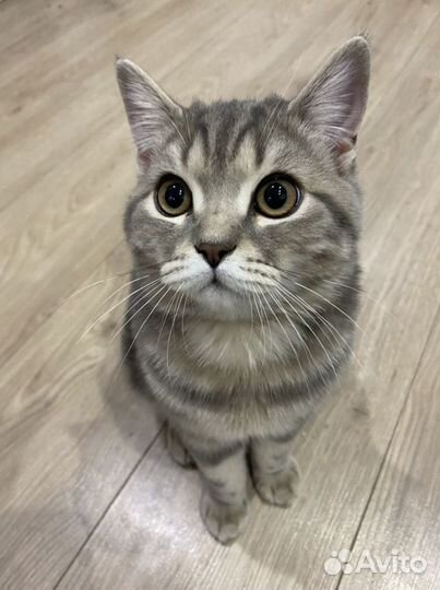 Кот шотландский прямоухий