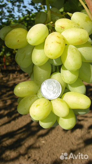 Черенки винограда