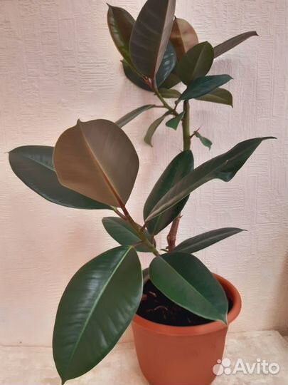 Фикус каучуконосный