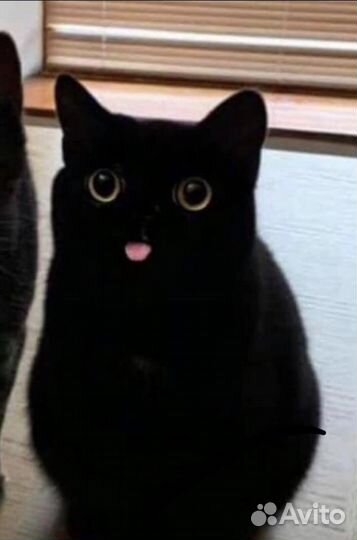 Кот черный Пушистик