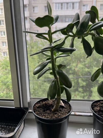 Толстянка денежное дерево крассула