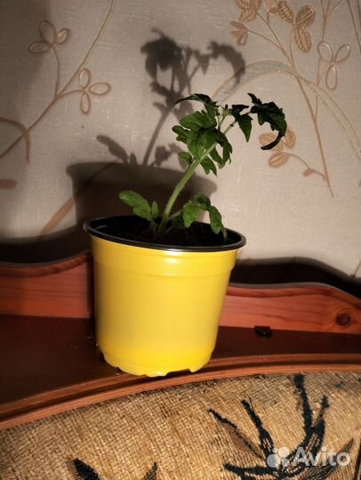 Рассада томатов, острого перчика