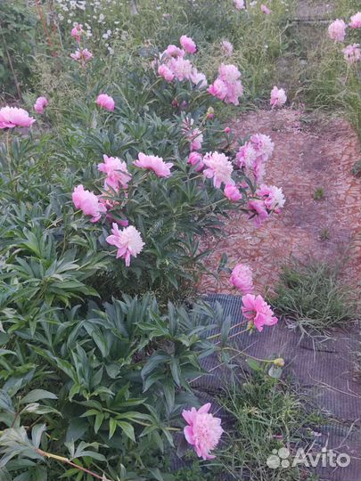 Пион розовый куст