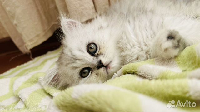 Котята персидской серебристой шиншиллы объявление продам