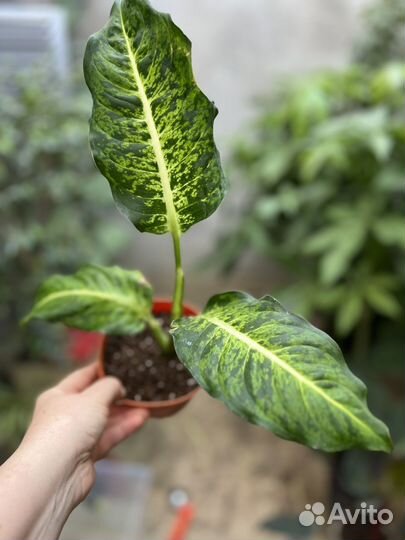 Диффенбахия везувий, компакта