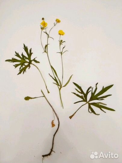 Гербарий, проекты, поделки, лэпбуки для школьников