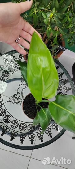 Стрелиция Николая