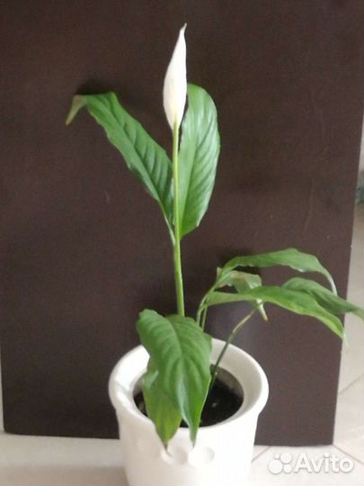 Спатифиллум