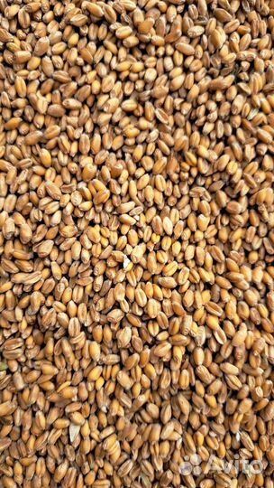 Зерно пшеница