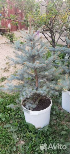 Ель глаука голубая колючая фат алберт