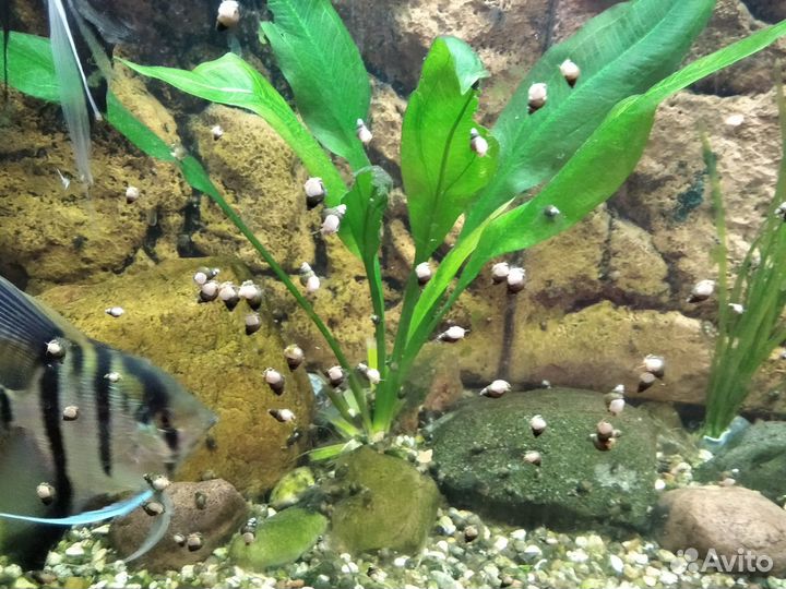 Улитки мелании в аквариум бесплатно