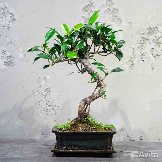 Дерево Бонсай - Баньян в стиле Мойоги 13 лет