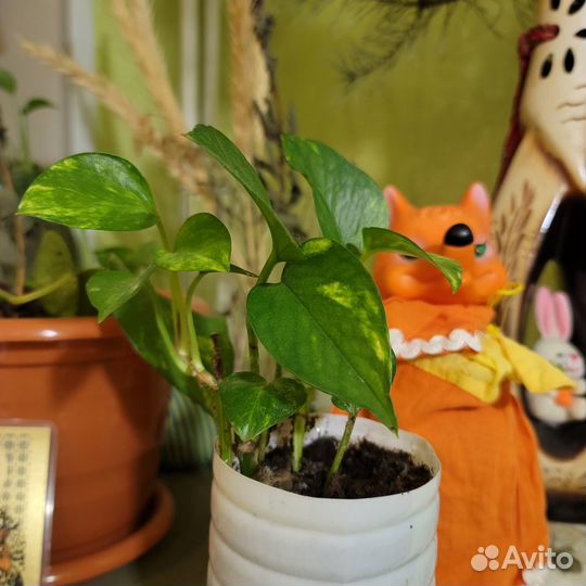 Комнатные растения