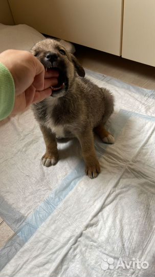 Щенок в добрые руки