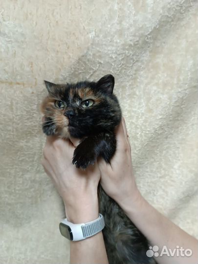 Кошечка стерилизованная