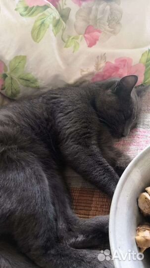 Котик брошен в деревне