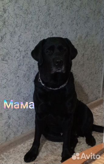 Лабрадетки