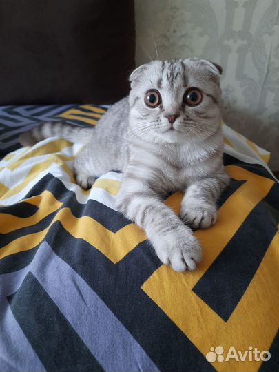 Шотландская