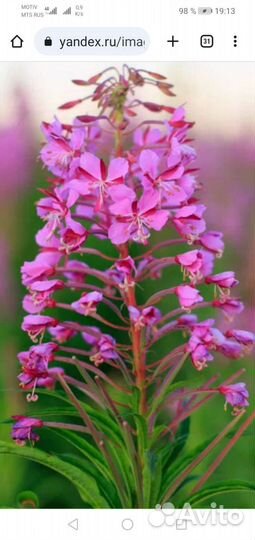 Лекарственные травы