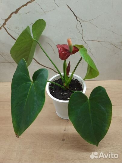 Антуриум Блэк квин