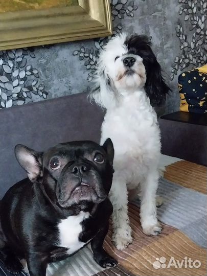 Щенки карликового пуделя