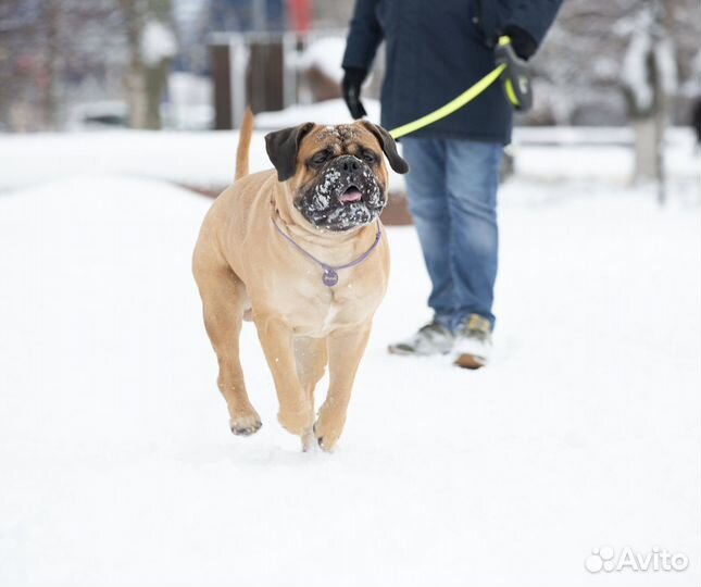 Бульмастиф