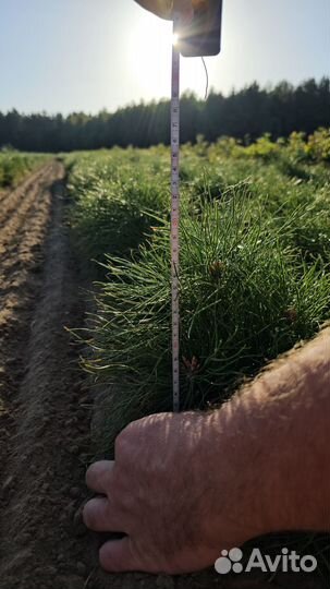 Саженцы ели европейской окс от производителя