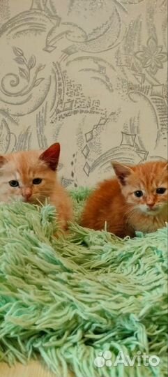 Рыжики в самые надёжные руки