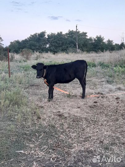 Телята телочки