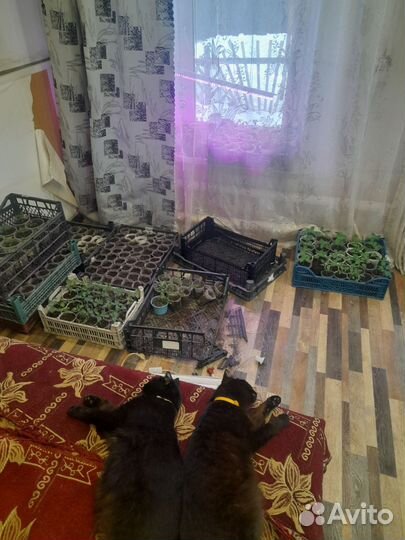 Растения
