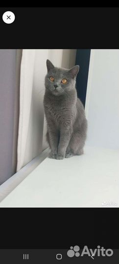 Британская
