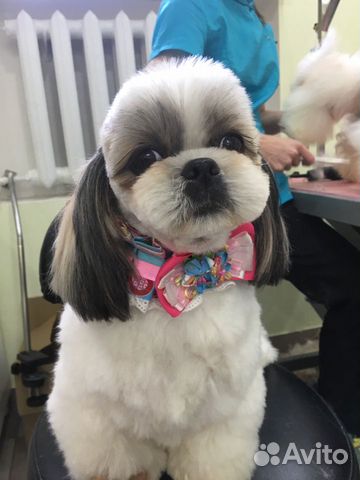 Стрижка собак и кошек,:выезд на дом (все