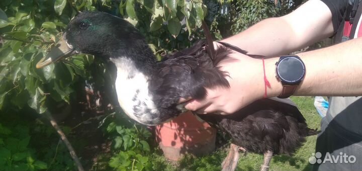 Селезни метис Руаннская и Черри Велли