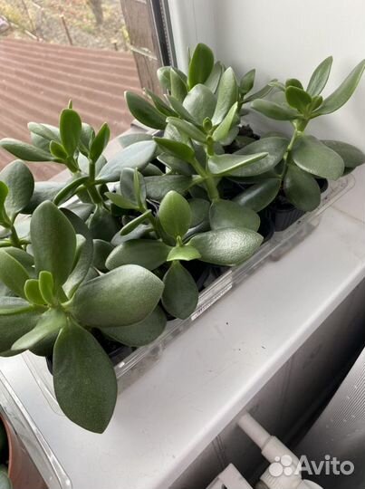 Толстянка красула денежное дерево