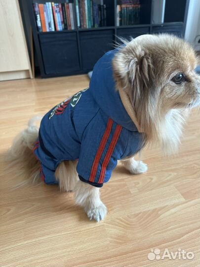 Одежда для собак мелких пород