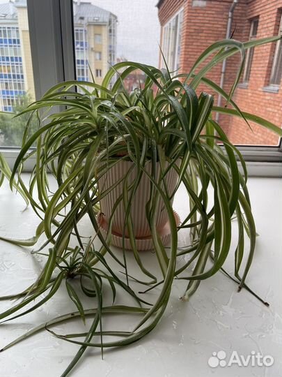 Хлорофитум