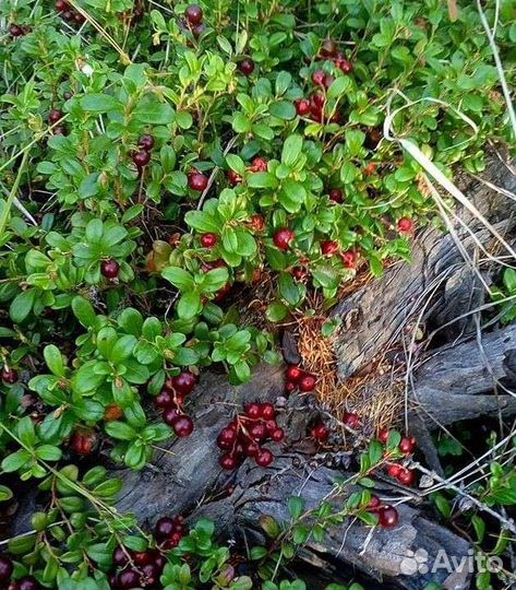 Брусника клюква боровик белый лисичка