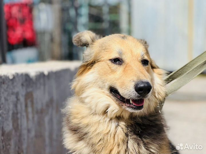Собака из приюта
