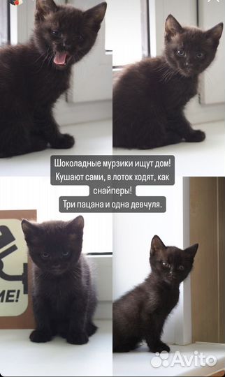 Котята в добрые руки