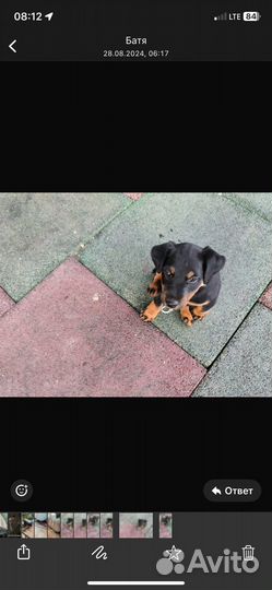 Кобель ягдтерьер