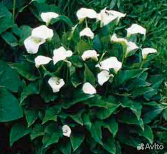 Калла белая эфиопская