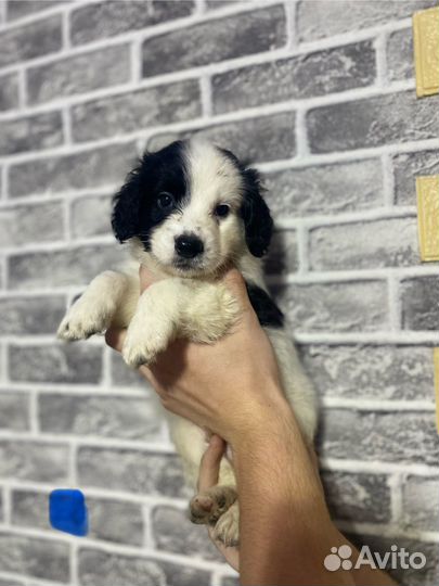 Щенки русского спаниеля