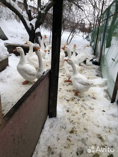 Гуси линда