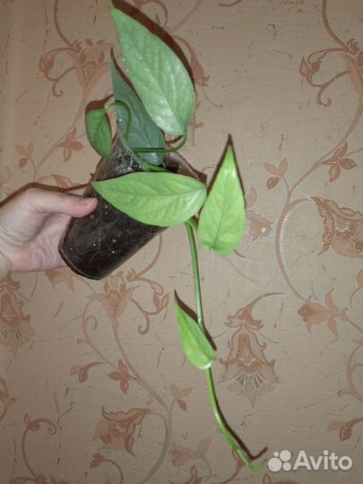 Эпипремнум пинантум себу блю