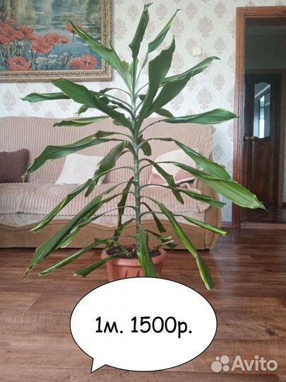 Пальма драцена