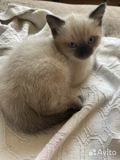 Котята сиамские
