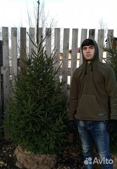 Саженцы сибирской ели экстра класс