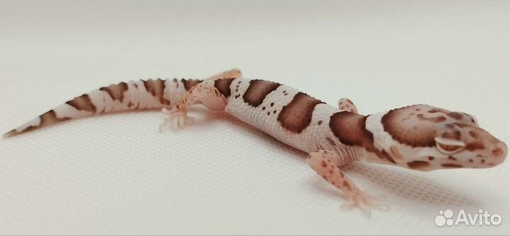 Эублефар Bell Albino