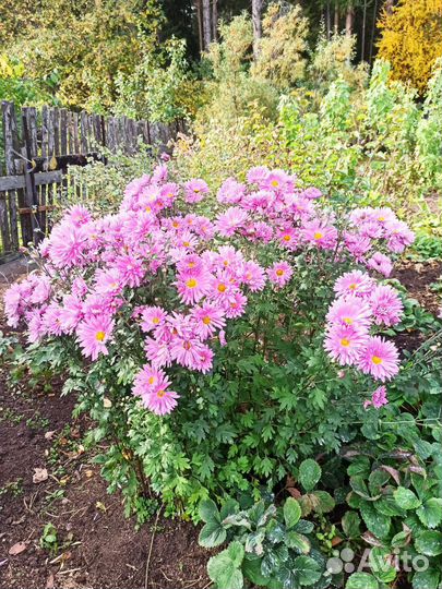 Хризантема кустовая саженцы