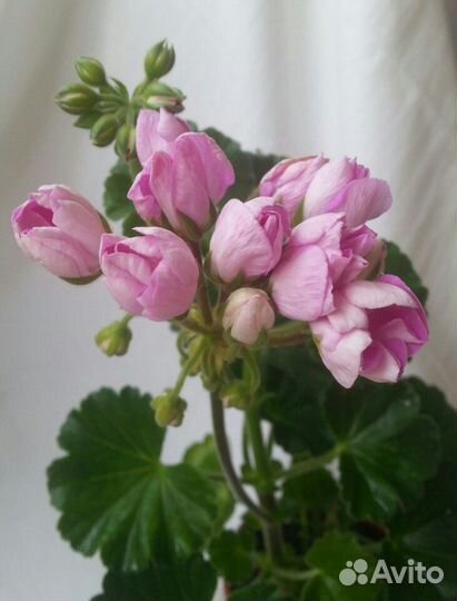 Пеларгония герань тюльпановидная Linnea Andrea